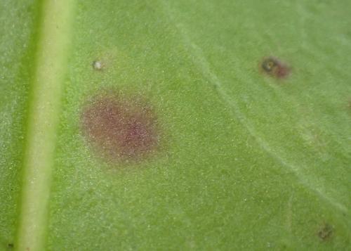 Phytomyza ilicis